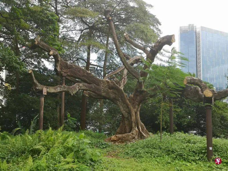 新加坡是花園城市，但你可知道承載最多集體回憶的“五棵樹下”在哪裏