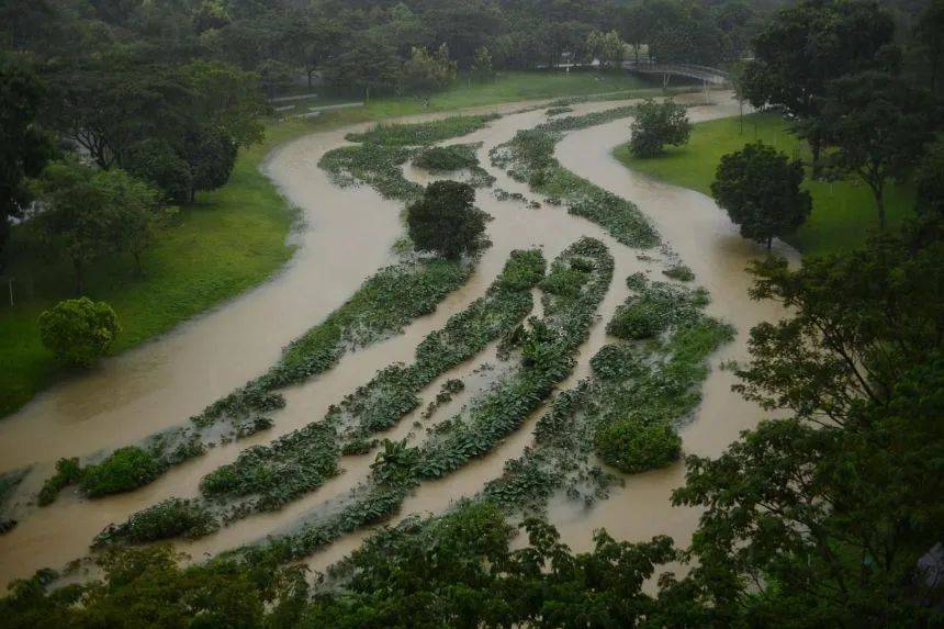 罕見!新加坡聖淘沙這條河變成了粉色,驚現大批死魚!39年創記錄暴雨太作了