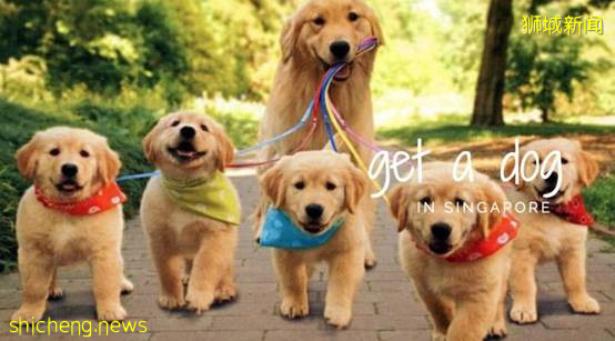 不知道這些,千萬別在新加坡養動物!