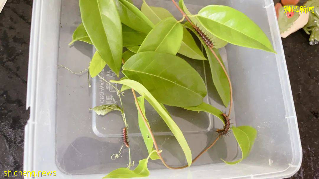 別人家養貓養狗當寵物,我兒子卻喜歡在新加坡養毛毛蟲