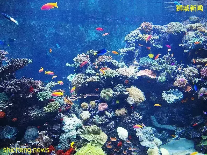 又是想去新加坡旅游的第N+1天！先收藏这份‘新加坡旅行攻略’来解馋吧