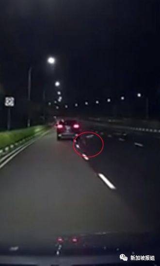 新加坡狠心司机把狗扔出车窗！狗狗横尸马路中央，太残 忍