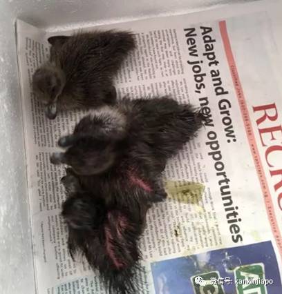 遭HDB人员登门盘查被告知,新加坡组屋不能养猫!这些“毛小孩”也不能出现