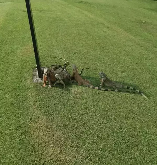 新加坡上演巨蜥PK蟒蛇!平平无奇的小路边,居然藏了一只鳄鱼