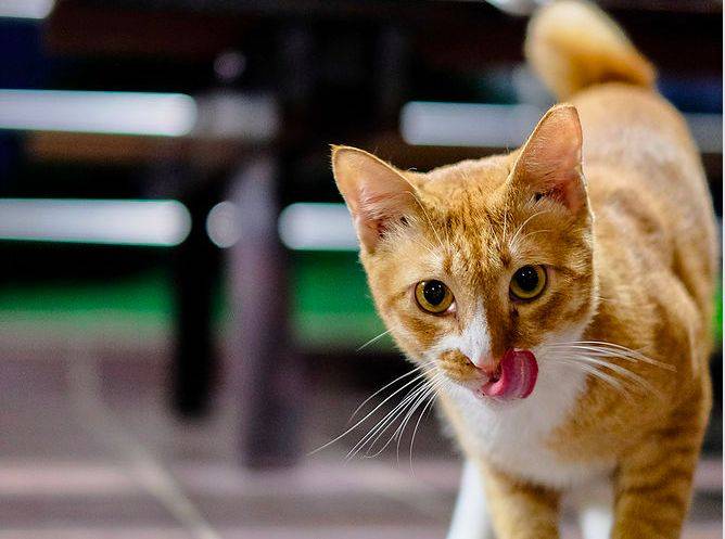 小坡島留學 NUS 校園撸貓攻略