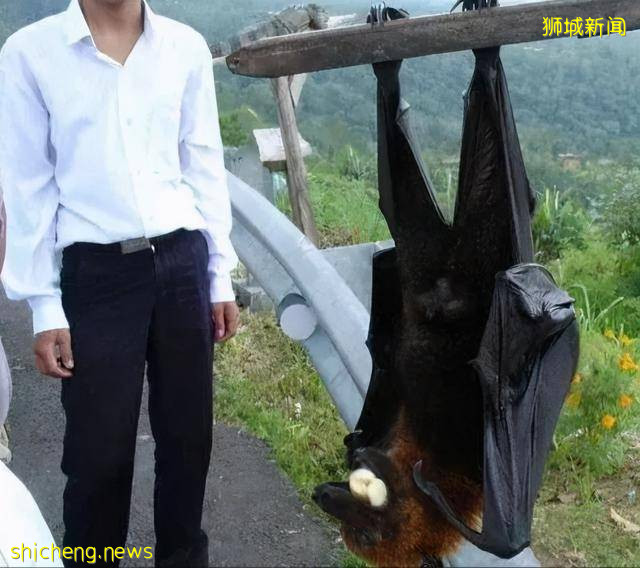 那些奇奇怪怪的知识(新加坡下)