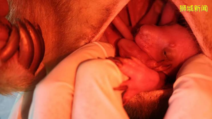 快來圍觀!新加坡動物園出生了一個小可愛