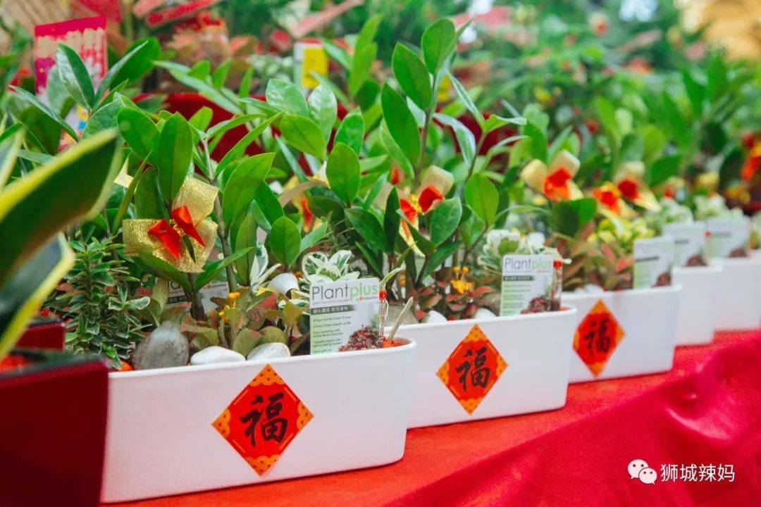 新加坡最大最好逛的花市,1000+花卉,新年必入好运连连