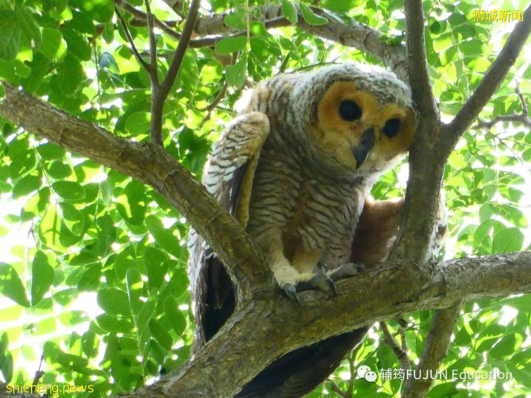 跟着小筠去游“新马”——新加坡吃喝玩乐(中篇)