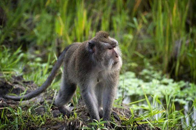 在新加坡上公厕,突然有条蛇从马桶钻出!吃饭又遇猴子…没法呆了