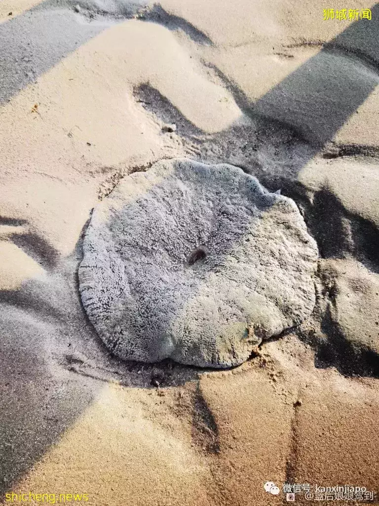 去樟宜海滩赶海吧,那里有最美的日出和从未见过的海洋生物