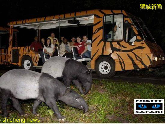 新加坡夜色玫瑰—夜间动物园