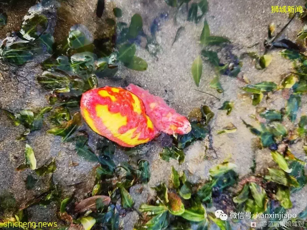 去樟宜海滩赶海吧,那里有最美的日出和从未见过的海洋生物