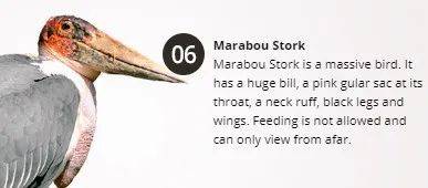 經營20年的新加坡“動物度假村”宣布結業，明年1月10日爲最後營業日期