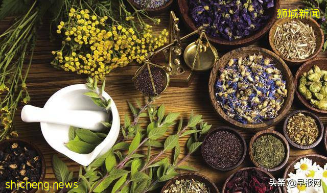 在新加坡中药跨领域创业是啥体验