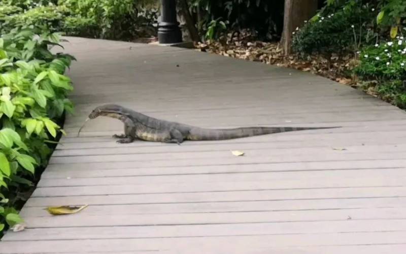 突發！這個海灘驚現一群巨型椰子蟹，還搶燒烤吃！新加坡也被鳄魚、蜥蜴、蟒蛇、水獺、猴子、野豬、野雞嚇到過