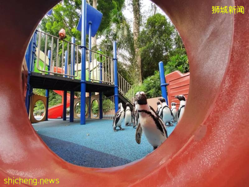 解封後，新加坡有“一對情侶”在馬路上沒戴口罩，公然擁抱!