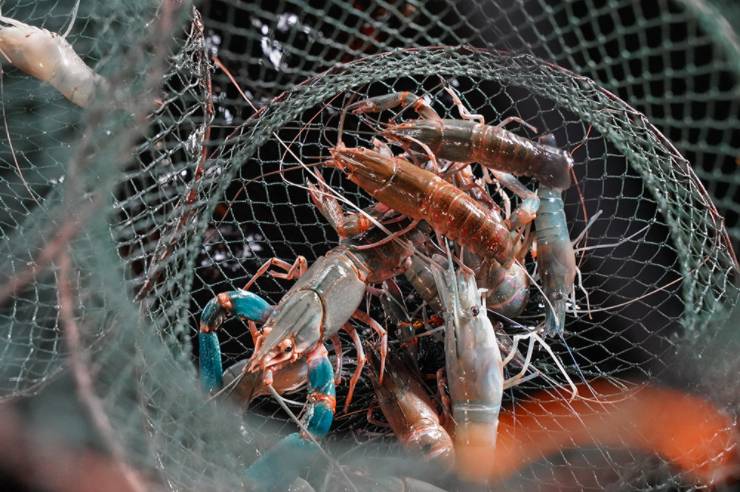 新加坡國民娛樂新玩法,養生釣蝦約不約