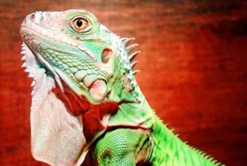 惊!新加坡蓄水池旁出现大量粉色生物……慎点