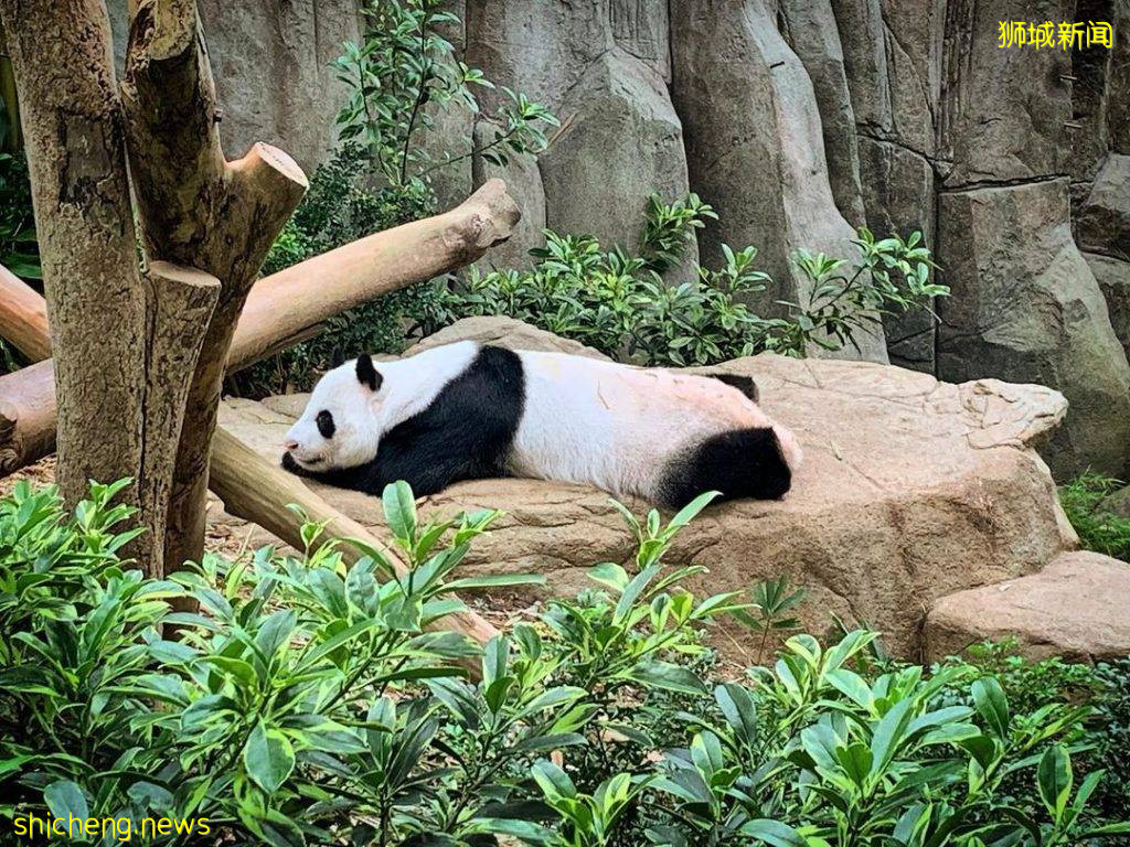 新加坡动物园&河川生态园、门票半价优惠!限时五天促销、赶紧线上购买💥