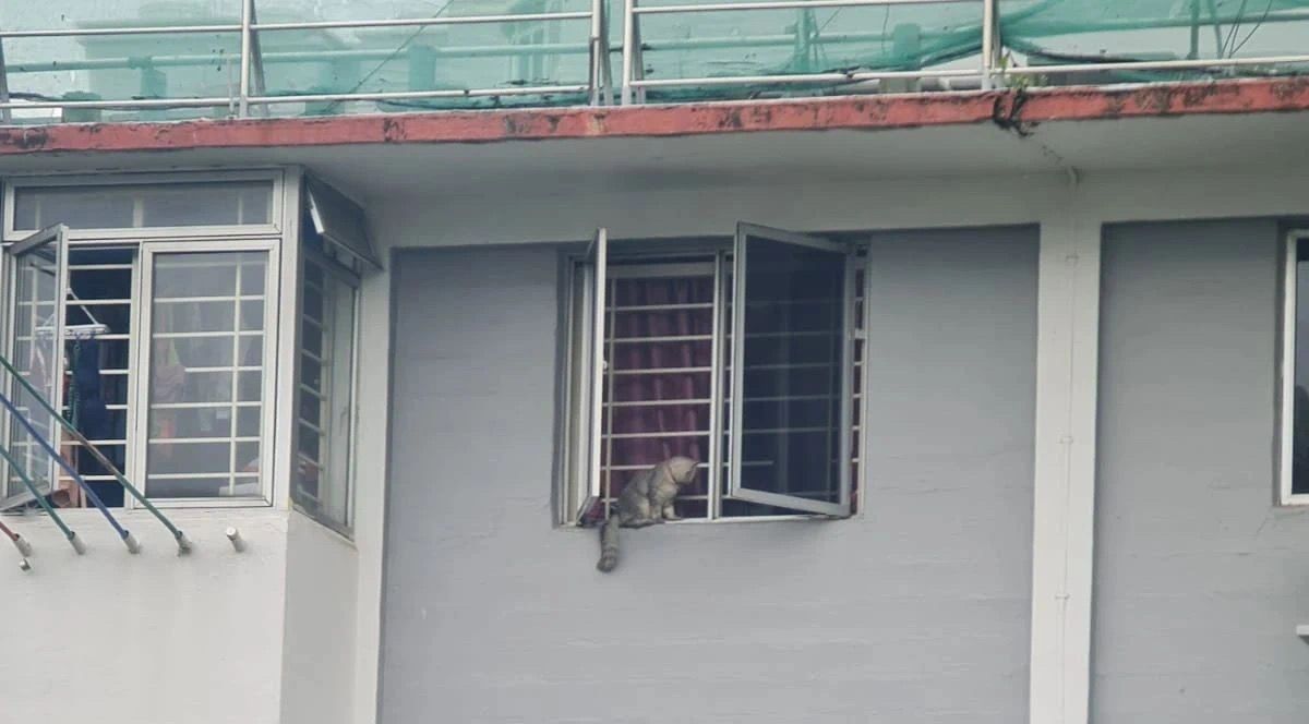 12楼住户没关窗 猫儿嬉戏坠下死
