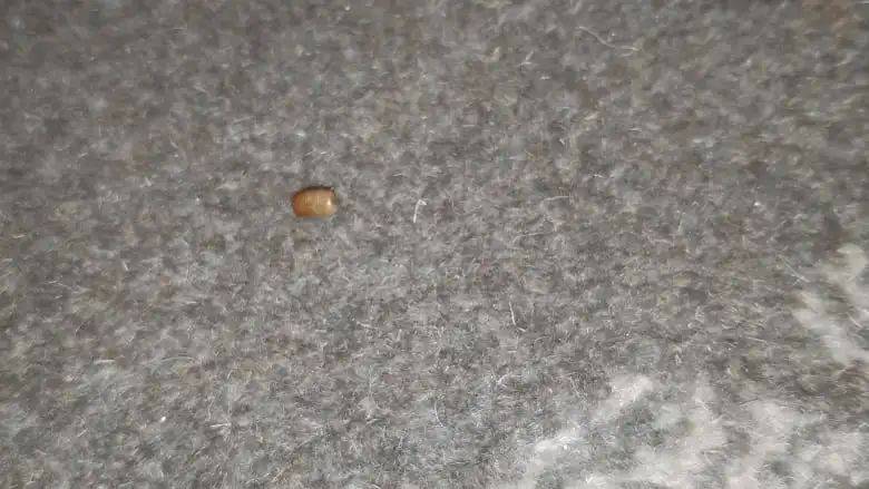 蟑螂门延续!又一家新加坡五星级隔离酒店中招,住客:一共杀了17只蟑螂