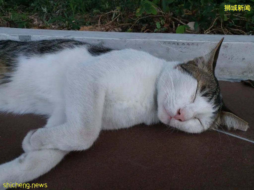 《南洋理工大學撸貓指南》