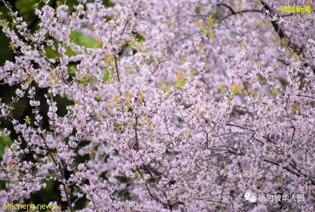 賞花季到啦！全島各地重現“新加坡櫻花”景象！還去日本賞什麽櫻花