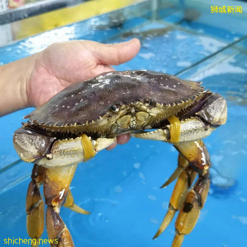 新加坡再次解封後，這家中國超市火了！80多種海鮮$2起！小龍蝦辣條包點東北大米扛回家