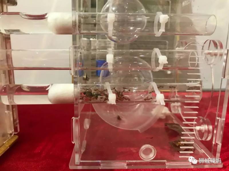 亞洲第一的螞蟻博物館居然在新加坡