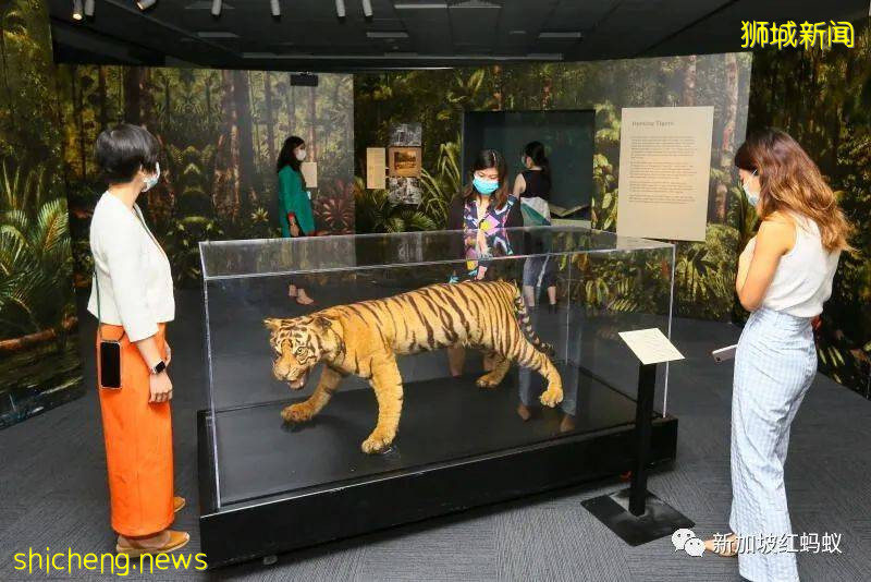 新加坡曾闹近百年虎患,一年300人被咬死 重赏打虎后终将之灭绝