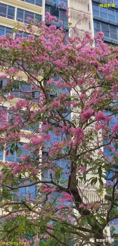 賞花季到啦！全島各地重現“新加坡櫻花”景象！還去日本賞什麽櫻花