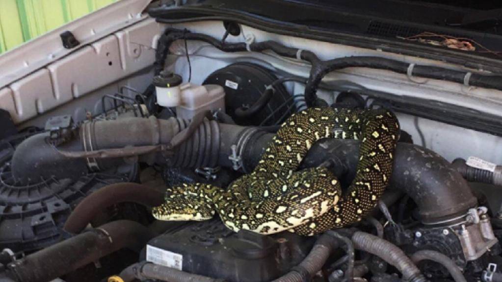 新加坡这家人后院进巨蟒,一口吞下宠物狗!主人惊呆了