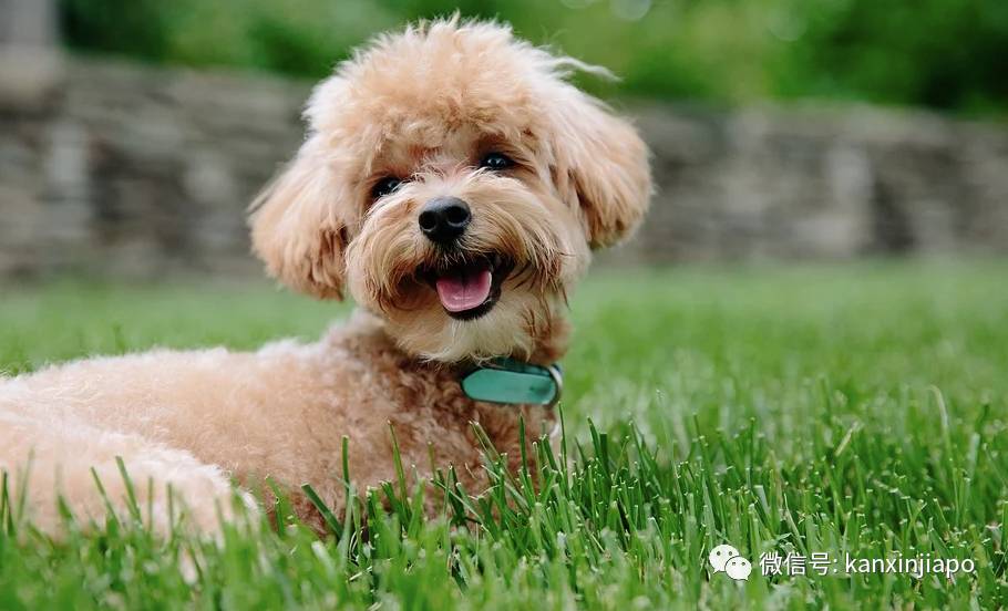 金毛被舉報組屋主人無奈棄養,還有哪些狗狗組屋不能養