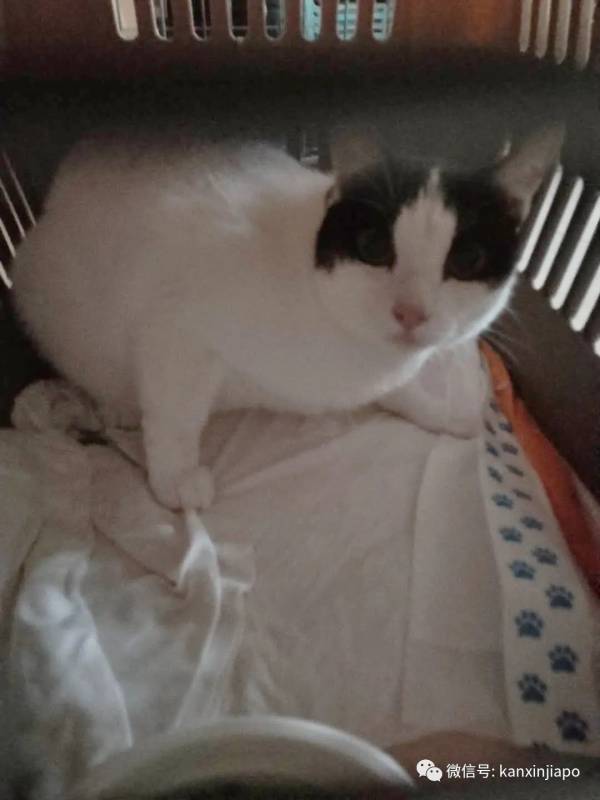 怎么带宠物飞中国和新加坡？疫情期间的真实案例分享