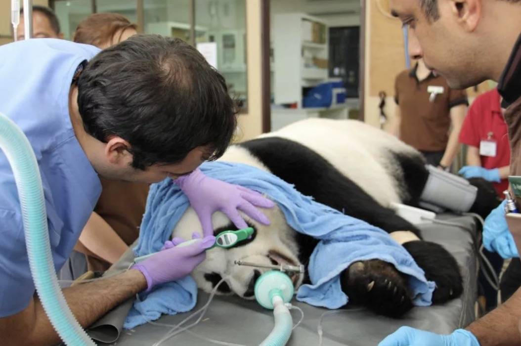 英国计划把大熊猫退回中国,养不起了~“看新加坡的熊猫多好命!”