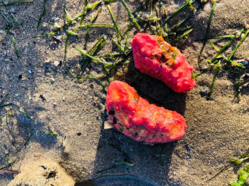 新加坡趕海全攻略!寄居蟹、花蟹、龍蝦、蛤蜊、海星、海參...我挖到寶藏啦