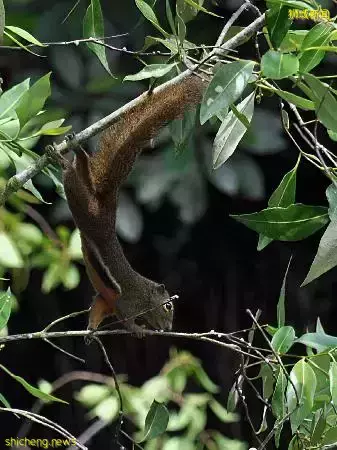 《即刻隨心所想，心想獅城》新加坡生態遊系列2