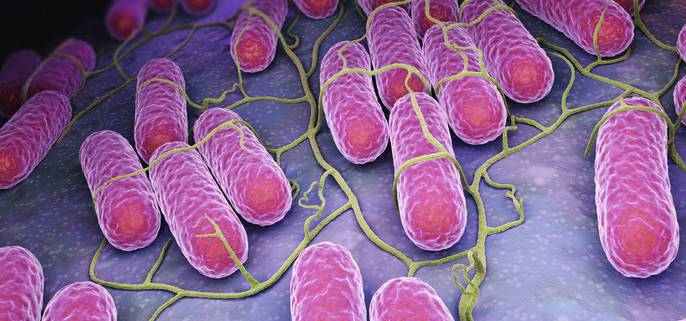 新加坡幼儿园发生食物中毒,18名儿童发热腹泻,四人染沙门氏菌