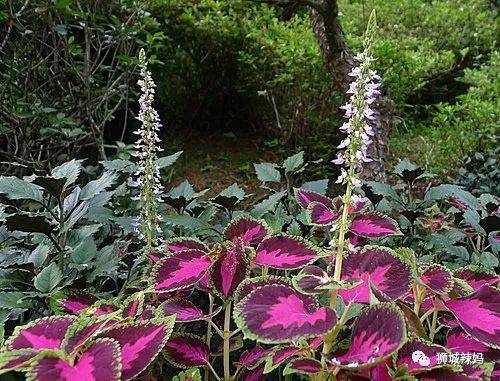 帶上鏟子、放大鏡和昆蟲觀察盒,和小夥伴一起來新加坡的森林探險吧