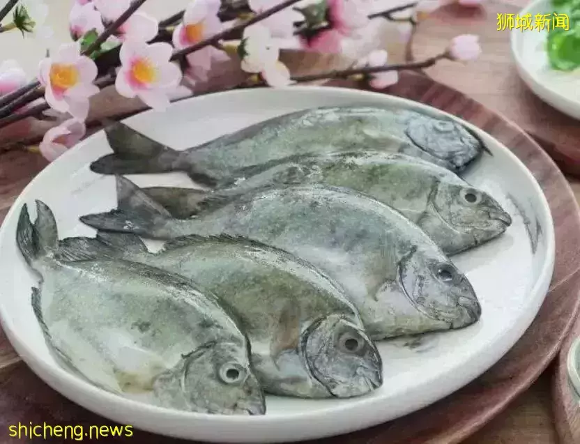 春节临近新加坡“发财鱼”炒高至88元，吃不起啦