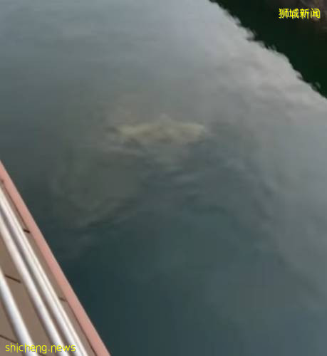 神秘又稀奇的海洋动物,在怡丰城附近平静地游泳