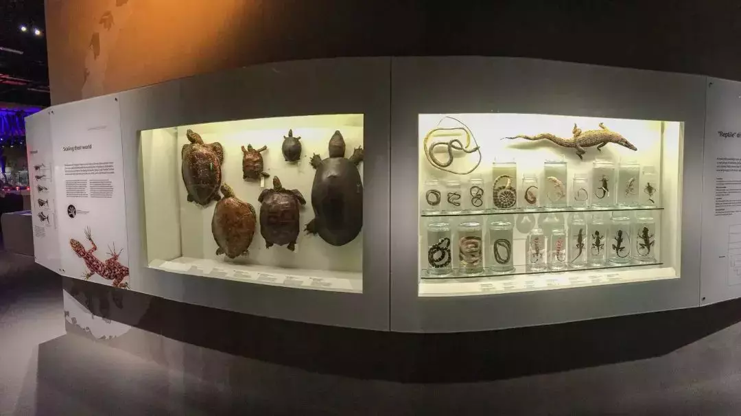 你見過熱戀中的水獺嗎