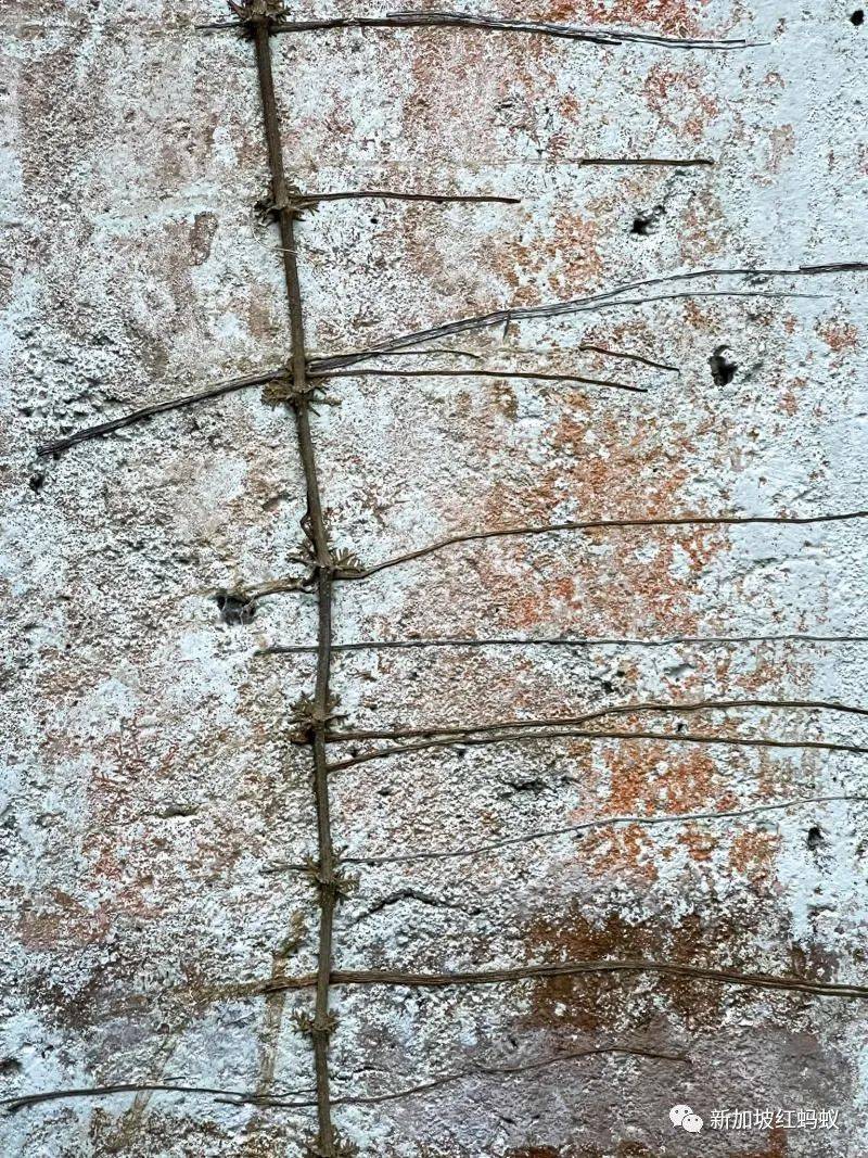 放年假的李顯龍總理不能出國,跑去新加坡這些地方打卡