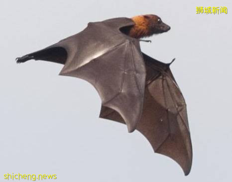 又“狂”又“野”的新加坡奇景!天氣多變,生態豐富!