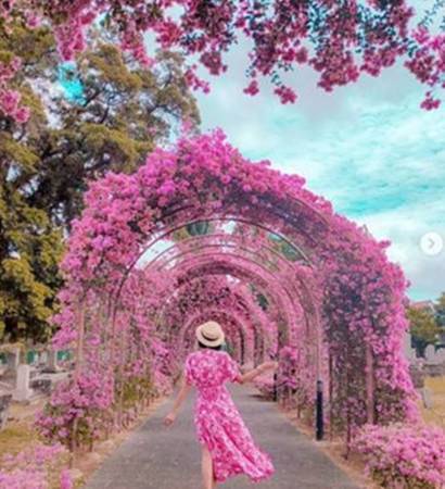 日本人墓园成“打卡”胜地 游客新人不忌讳 拍靓照