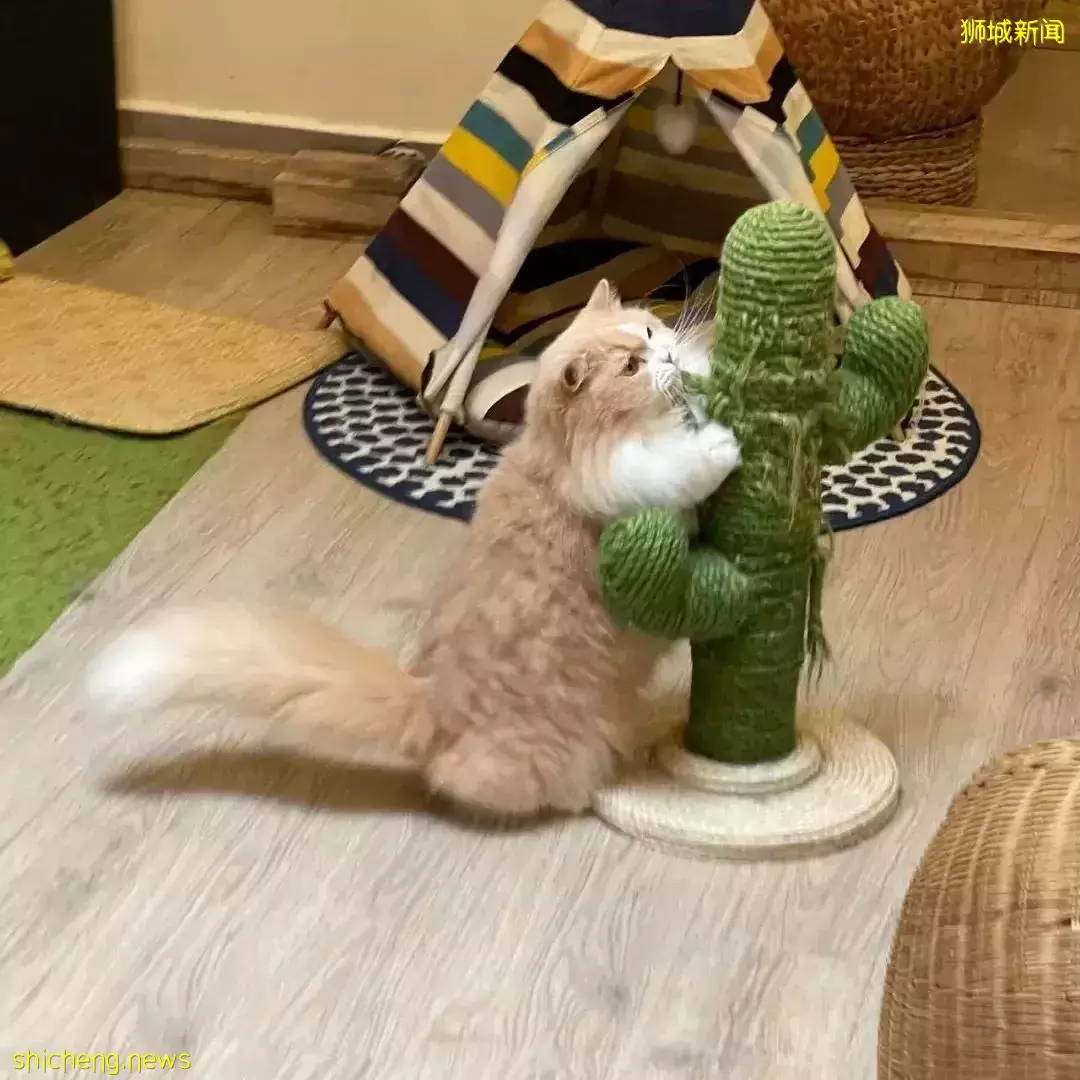 聊天、喝咖啡、撸貓……新加坡愛寵人士聚會好去處,軟萌貓咪等你來