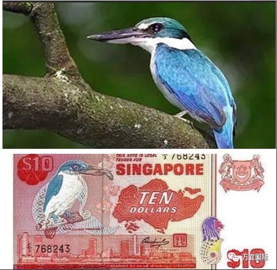 新加坡这些纸币值钱了!快来看看你家里有没有