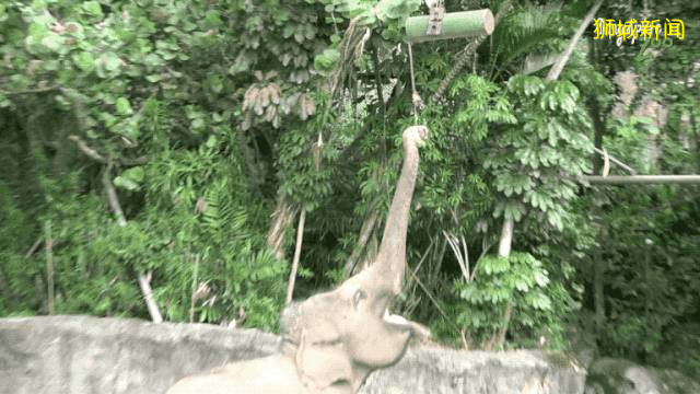 疫情下全世界动物园经营困难,新加坡Zoo开启“微赞助”模式