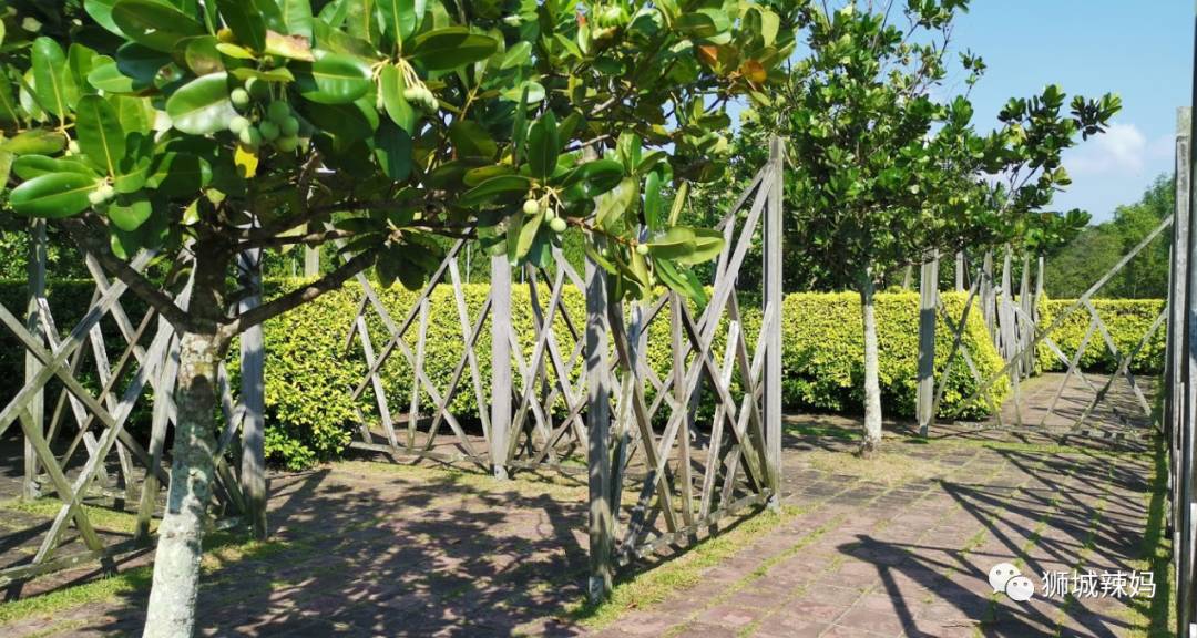 新加坡最好玩的海灘公園!趕海、騎馬、劃艇、樹籬迷宮、燒烤露營,超適合家庭出遊